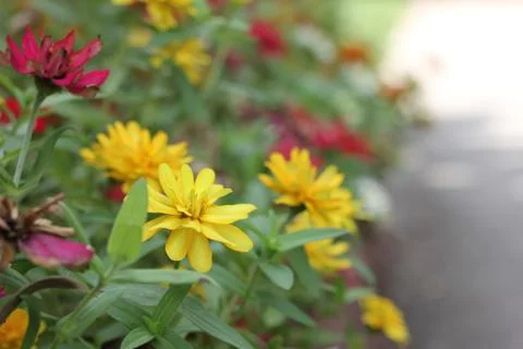 Yellow Zinnia Flower in Bloom Stock Photos