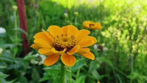 Yellow zinnia  Stock Footage 158929990