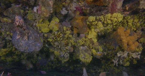 Yellow Zoanthids Close Up, Australia Vídeo Stock 331704722
