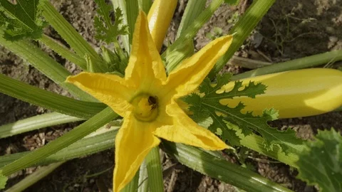 Yellow zucchini flower with bees drinking nectar Stock Footage 92210461