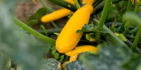 Yellow zucchini. Foto stock
