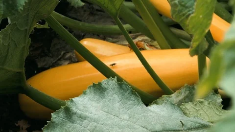 Yellow Zucchinni 動画素材 114015466
