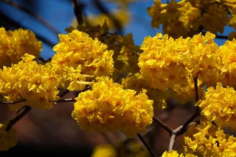 Yellow_cortez_tree_flower_1 Stock Photos