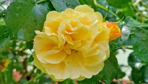 Yellow_rose Stock Photos