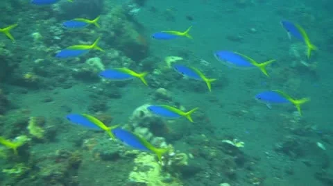 Yellowback fusiliers Stock Footage 10735752