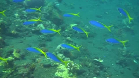 Yellowback fusiliers Stock Footage 10737331