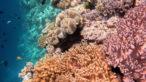 Yellowban parrotfish scoots between soft corals on a tropical reef. A school of Video stock 302277350