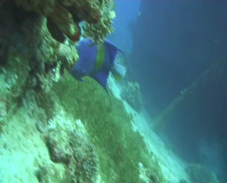 Yellowbar  angelfish Stock Footage 608327