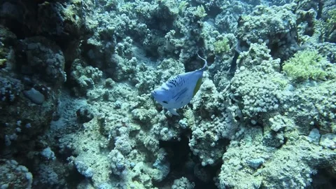 Yellowbar Angelfish Stock Footage 280682593