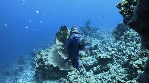 Yellowbar Angelfish Stock Footage 280682618