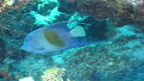 Yellowbar Angelfish Swims, Exit Screen Stock Footage 301168468
