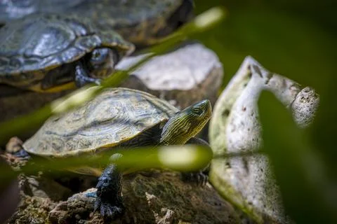 Yellow?Bellied Slider Turtle Trachemys scripta Basking on Rock in Freshwate.. Stock-Fotos