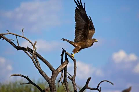 Yellowbilled kite Stock Photos