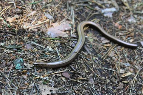 Yellowbub or string is brittle. lizard without legs. forest reptile animal Stock Photos