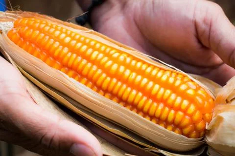 Yellowcorn on hand farmer Foto stock