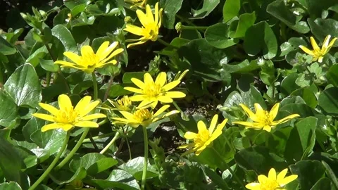 Yellowcups (buttercups) close view Stock Footage 238770283
