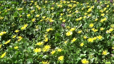 Yellowcups 스톡 동영상 238028159