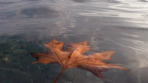 Yellowed and dried maple leaf floats 스톡 동영상 219858794