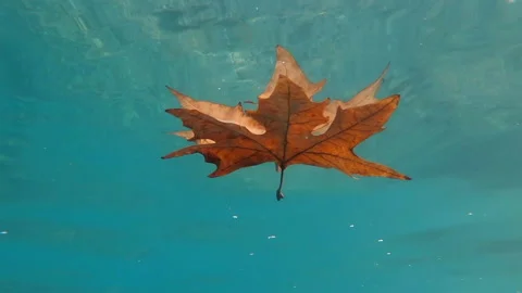 Yellowed and dried maple leaf floats 스톡 동영상 219858879