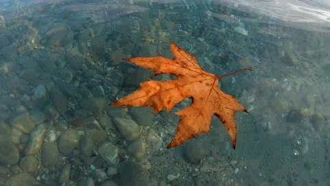 Yellowed and dried maple leaf floats 스톡 동영상 219858944