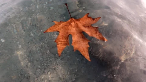 Yellowed and dried maple leaf floats Stock Footage 219859904