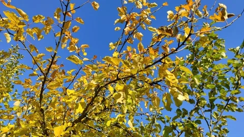 Yellowed apple tree leaves, autumn (2) Stock Footage 288516997