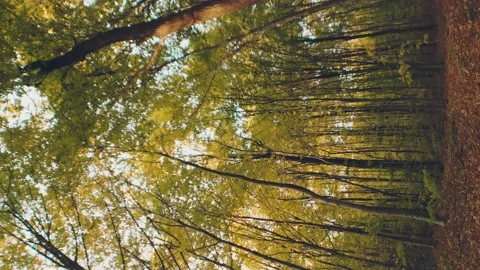 Yellowed autumn forest Stock Footage 219352168