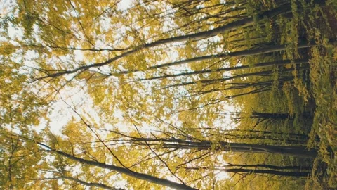 Yellowed autumn forest Stock Footage 219491417