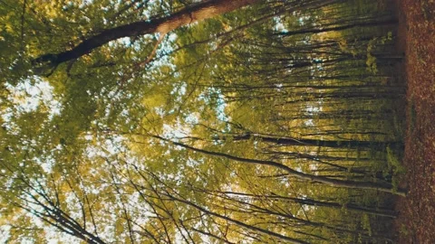 Yellowed autumn forest Stock Footage 219694587