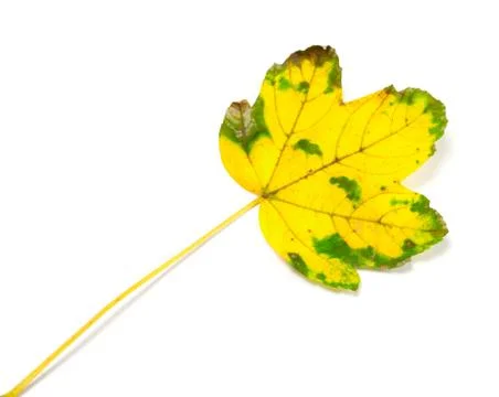 Yellowed autumn leaf Foto stock
