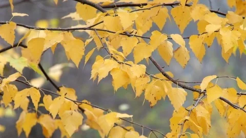 Yellowed Birch leaves fluttered in the wind (Betula) 스톡 동영상 82073097