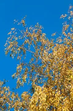 	The yellowed birch  Foto stock