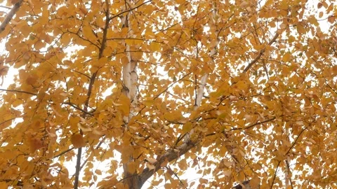 A yellowed birch tree develops in a gusty wind. Video stock 255808326