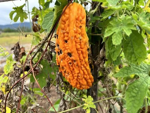 Yellowed bitter melon Stock Photos