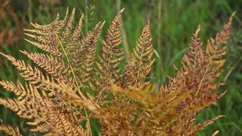 Yellowed fern leaf on a blurred background. Stock Footage 168701620