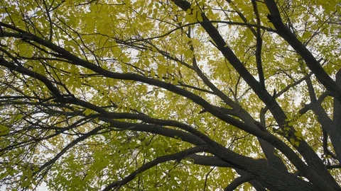 Yellowed Foliage on the Branches of the Old Tree in the Forest Stock Footage 97278164