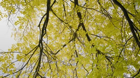 Yellowed Foliage on Tree Branches on a Background of Cloudy Autumn Sky Stock Footage 97275400