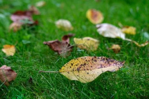 A yellowed leaf on the green grass. Stock-Fotos