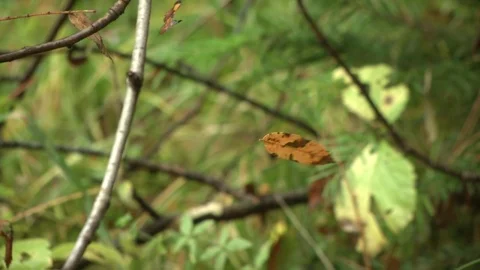 Yellowed leaf sways on a spider web Stock Footage 115324130
