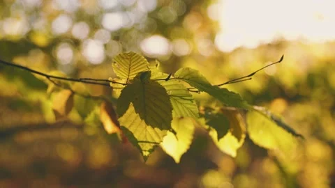 Yellowed leaves close-up Stock Footage 233587486