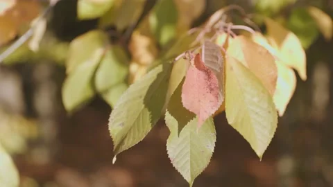 Yellowed leaves close-up Stock Footage 236352227