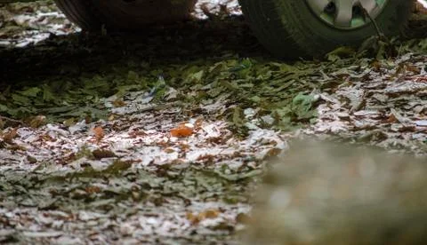 Yellowed Leaves in the Forest Stock Photos