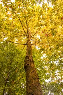 Yellowed leaves plane tree in fall Stock Photos