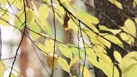 Yellowed leaves on a tree in an autumn park Stock Footage 80985482