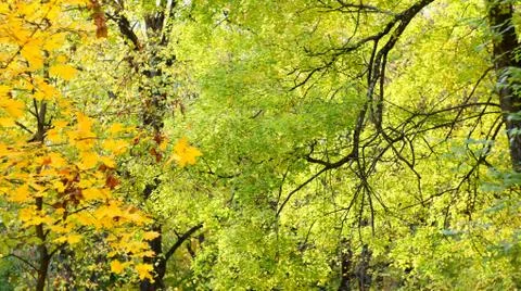Yellowed leaves on the trees. Stock Photos
