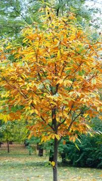 Yellowed leaves on the trees. Stock Photos