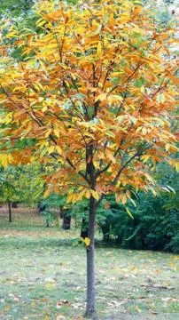 Yellowed leaves on the trees. Stock Photos