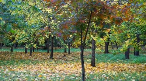 Yellowed leaves on the trees. Stock Photos