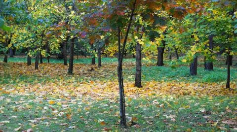 Yellowed leaves on the trees. Stock Photos