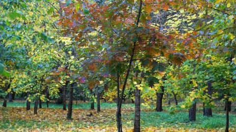Yellowed leaves on the trees. Stock Photos